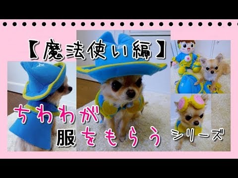 【魔法使い編🌠】チワワ💖新しいお友達に服をもらうシリーズ🌷～【Wizard】 Chihuahua gets clothes from her new friend