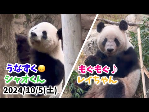 【うなずく🙂‍↕️シャオくん🐼＆もぐもぐ♪レイちゃん🐼】〜2024/10/5(土)上野動物園〜