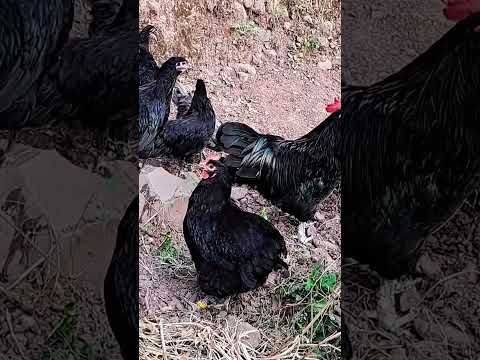 Australorp Heritage Breeders and Pullets| #fjfarms #australorp #heritagechicken #shorts #viral #farm