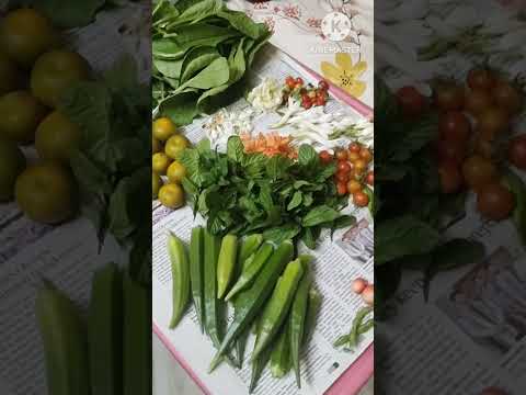 Today's Harvest from my terrace garden