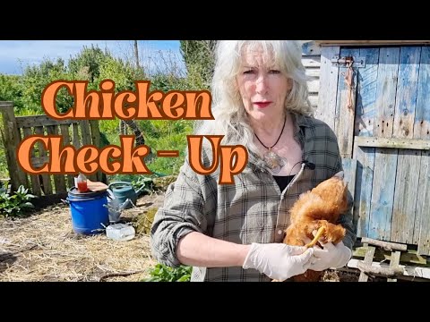 Chicken Check-Up