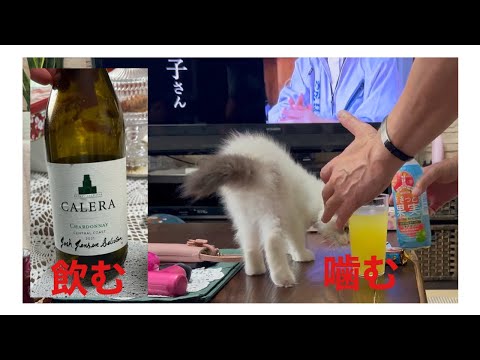 【シャルドネ】『カレラ』飲んでみました♪リリーに噛まれました。😢