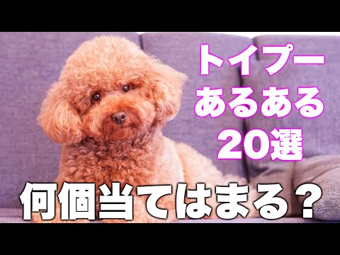 15年連続人気犬種トイプードルあるある！