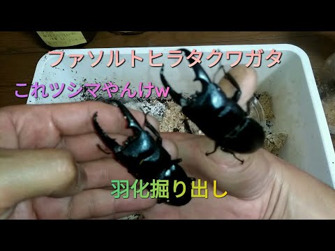 【クワガタ飼育日記】５月２３日ファソルトヒラタ羽化掘り出しだよ(°∀°)