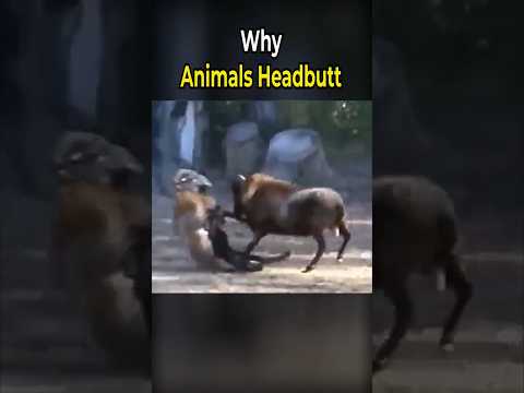 Why Animals Headbutt