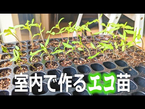 【室内で作るエコ苗！】今年は電気代、農薬フリーで環境にもお財布にも優しい苗作り！