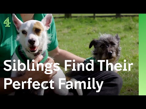 Can a terrified terrier find a home? | The Dog House 🐶 | Daisy & Rome the terriers