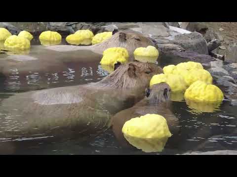 仔カピも楽しむカピバラの鬼ゆず風呂2023(伊豆シャボテン動物公園)