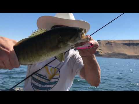 River Smallies #river #fishing #bass