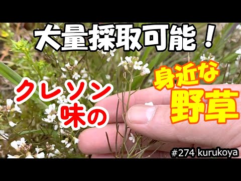 【発見】身近な場所で大量採取可能！クレソン味の野草を見つけたので、生食・加熱食をしてみました。効果効能も記載しています。#クレソン#野草#おかず０円#民間療法