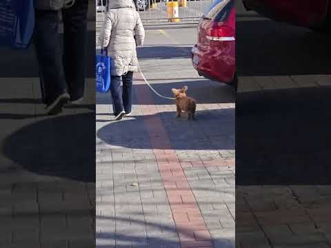 What a carefree and peaceful doggy!