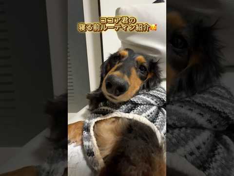 【可愛いルーティン】先住犬ダックスのココア君は舐め舐めが止まらない/癒し❤️