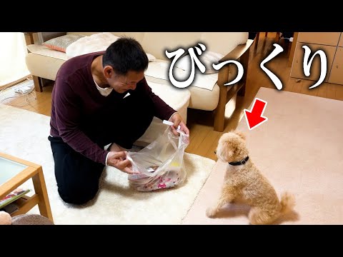 大好きな愛犬に大量のおやつをプレゼントしてみた【サプライズ】