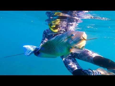 Catch and Cook - Coral Trout, Mangrove Jack & Bluebone