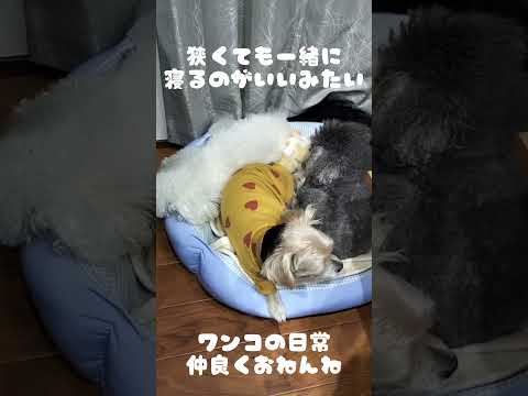 [Daily life of dogs] 3 dogs are taking a nap together ♪ Cute dogs sleeping peacefully in one bed