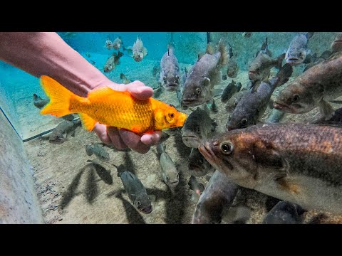 Growing WORLD RECORD Bass!! Is It POSSIBLE?? (Fish Laboratory)