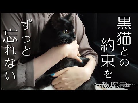 【感動】暗闇で鳴いてた子猫が夫婦の人生を変えた【野良猫から家猫へ】