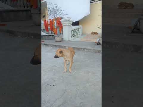 Dog life in the temple #dogismylife #straydoglove #strayanimals #labrador #straydogslife #straydogs