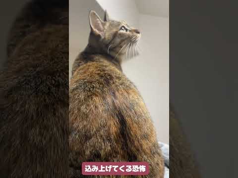 飼い主を恐怖に陥れる保護猫4匹の行動