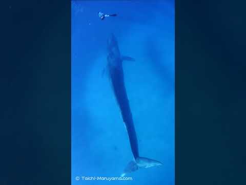 世界初！白砂の浅瀬を泳ぐシロナガスクジラの水中撮影に成功しました🐋