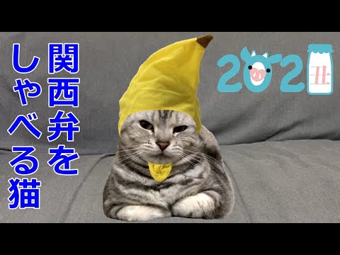 バナナ猫から新年のご挨拶！今年もよろしくお願いします！おしゃべりペット