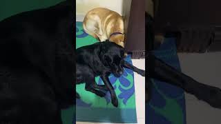 Meet my 2 Labrador,s # black one Daisy # female # golden # male # pet love ❤️ # shorts