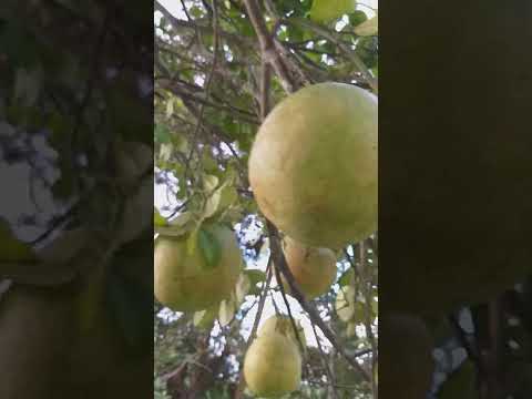 Harvesting grapefruit #shorts