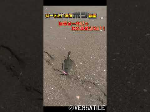 鹿島灘サーフヒラメ釣り没動画２　#Shorts