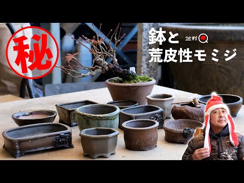 Introducing amazing pots and winter training of rough skinned maples [Bonsai Q]