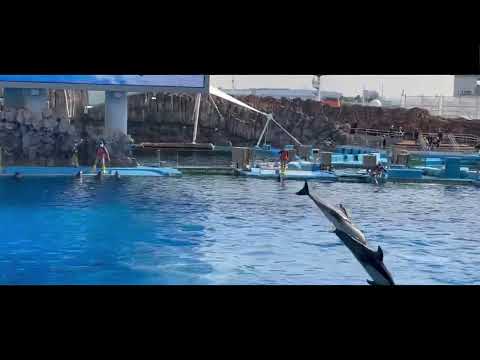 Port Of Nagoya Public Aquarium short  movie 名古屋港水族館