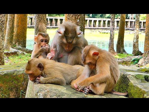 Amazing sweet./ Tiny Monkey LEO & Rainbow is sleeping hugging mom, Really Sweet Family Monkeys Libby