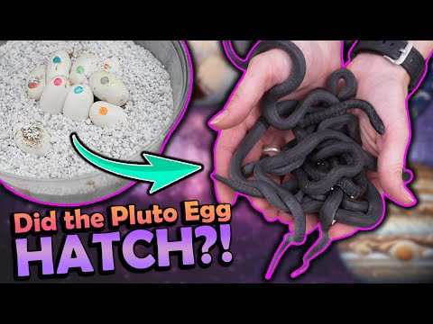 Baby Mexican Black Kingsnakes Hatching!!