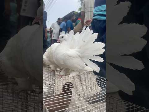 MASAKALI 🕊️ White Lakha Kabutar Ke Status 🥰 || #shorts #viral #ytshorts