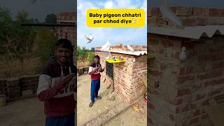 Baby pigeon ko chhatri par chhod diye🕊️ #birds #pigeonvlogger #petlover #minivlog #pigeonlove