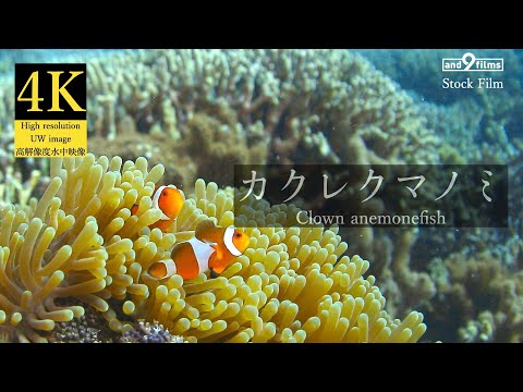 【4K 水中映像】カクレクマノミ / Clown anemonefish / Amphiprion ocellaris