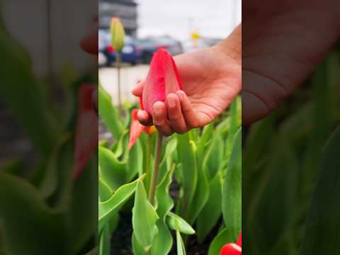 Tulips 🌷 🇨🇦#shortsviral #shortsfeed #trending #canada #shortvideo #canadavlog