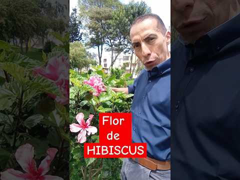 flor de HIBISCUS