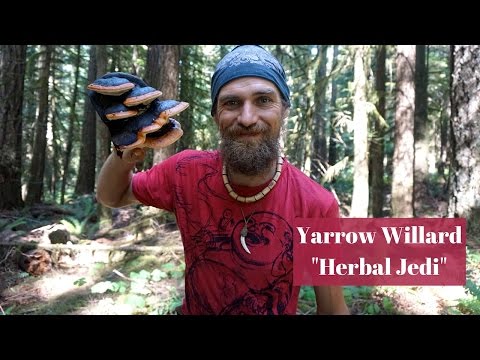 The Healing Power of Polypores | Medicinal Mushroom Mysteries | Harmonic Arts