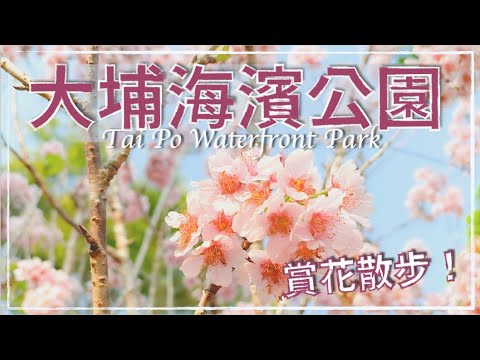 🌸大埔海濱公園．花季 2022｜櫻花、木棉花、黃花風鈴木、狼尾草// Tai Po Waterfront Park Flower Blooming Season