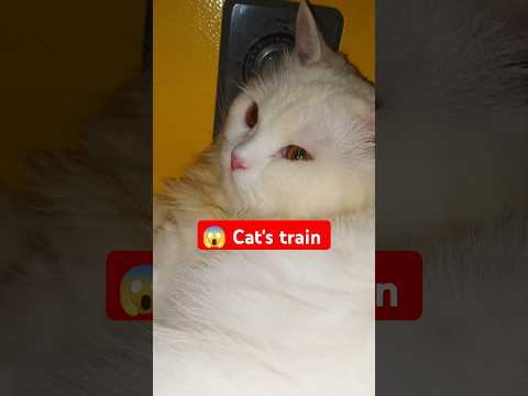 😱 Cat special train! Haha