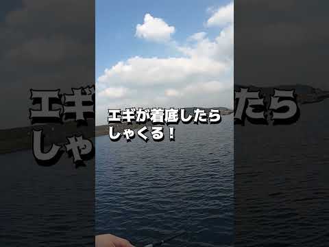 寒くなったので水深の深い堤防で先のとがったイカを狙う！ #shots