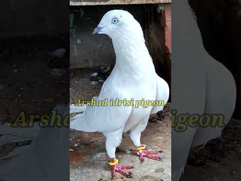 Sambhla wale kabootar ! #pigeonvideo #pigeonstatus #youtubeshorts