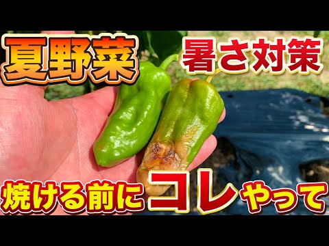 【暑さ対策】夏野菜、必ずやって欲しいこと2つ！このままだと焼けてしまいます！