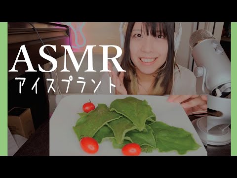 【ASMR 咀嚼音】アイスプラント│ice plant 珍しいシャキシャキ野菜を食べてみた。【音フェチのための動画】