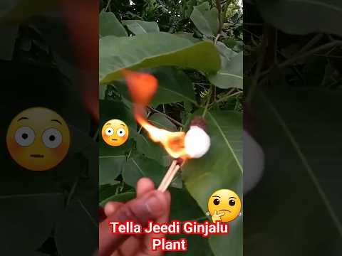 Real Tella Jeedi Ginjalu plant