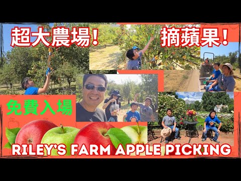 南加州周末好去處 - Riley's Farm Apple Picking (Oak Glen) | 農場果園 | 摘蘋果 | 同兩個仔周圍玩! (Free Entrance & Parking)