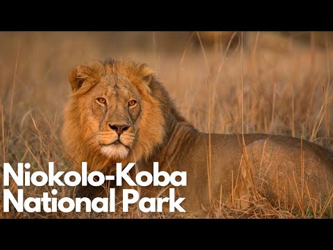 Exploring Niokolo-Koba National Park: Senegal's Hidden Gem