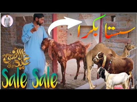 bakra for sale 🐐 | Bakra eid 2023 | Bakra mandi | Mu10R Khokhar Vlogs