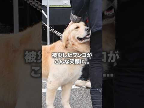 能登半島地震から2ヶ月...被災犬たちの今