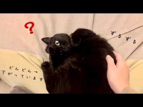 クッションの上から徐々にずり下がっていく黒猫